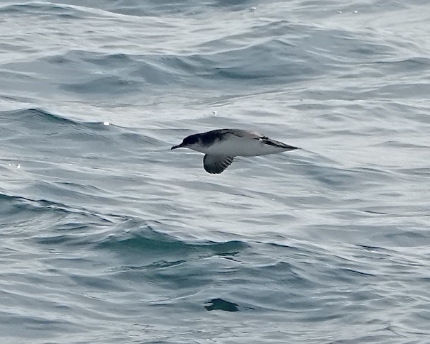 Manx shearwater